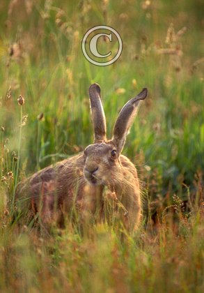 Brown Hare DM1182